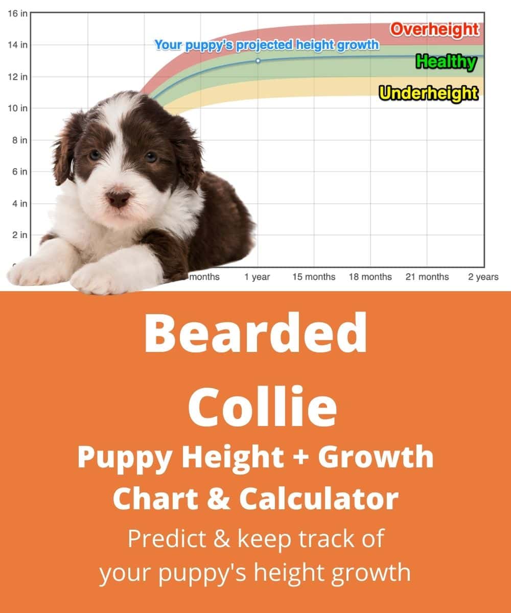 bearded-collie Puppy height Growth Chart